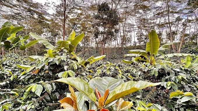 Café Mesa de los Santos – Premium Colombian Whole Bean Coffee Medium Roast 16 Ounce Bag – Organic Certified Hand Picked Shade grown single origin roasted at origin