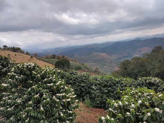 Aguacero Clould Cover Blend