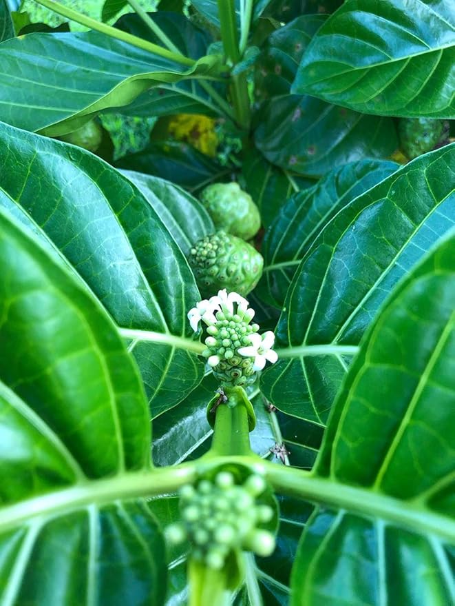 Wailua River Noni Juice (12)