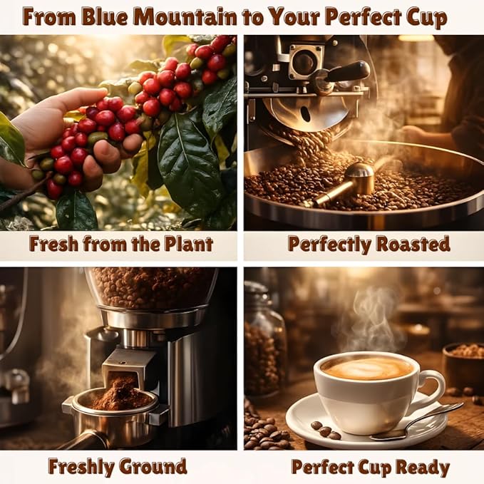 JamaicanCoffeeClub 100% Blue Mountain Whole Bean Coffee WB 8oz Jamaican Roasted Beans Smooth Rich Flavor Handpicked Gourmet Beans Bold Medium Roast Fresh Pack Premium Jamaican Coffee