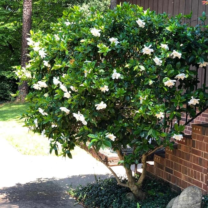 Gardenia Mystery - Gardenia Jasminoides. Hardy Evergreen Shrub with Large Sweetly Fragrant White Flowers Ideal for Landscaping and Container Gardening (2 Gardenia Mystery Plants in Sac)