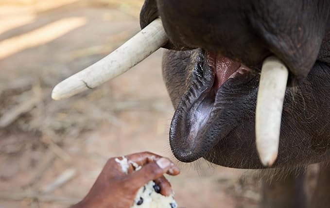 Black Ivory Coffee | Naturally Refined by Elephants | Rare Thai Arabica Whole Bean Coffee | 227 g (8 oz)
