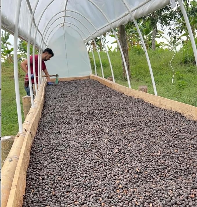 Single Origin Unroasted Green Coffee Beans From Colombia Specialty Grade Finca El Lejano Oriente Castillo and Caturra Varietals (5 lbs Colombia Natural Process)