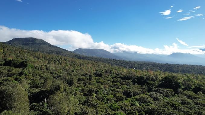 Tesoros Del Pais Green Unroasted Coffee Beans Ahuachapan El Salvador Single Estate High Elevation (10 lb Wet Milled)
