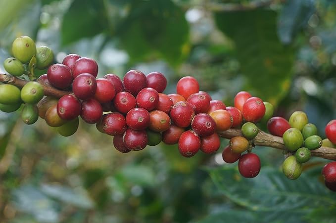 Café Mesa de los Santos – Premium Colombian Ground Coffee Medium Roast 16 Ounce Bag – Organic Certified Bird Friendly certified hand picked shade grown roasted at origin