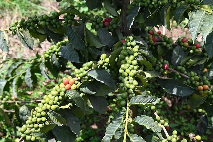 Kenyan AA Unroasted Green Arabica Coffee Beans - Premium AA Grade Quality - 100% Pure Arabica Coffee Beans With Optimal Flavor Freshness &amp Aroma - Handpicked Washed &amp Sun Dried 20 LB