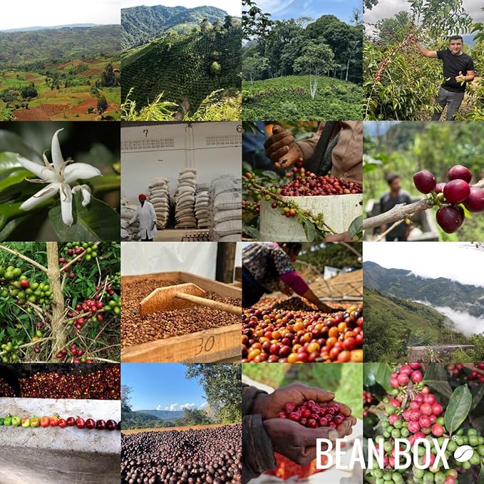 Bean Box Coffee Sampler - Espresso Roast 2-Pack Whole Bean Gourmet Coffee