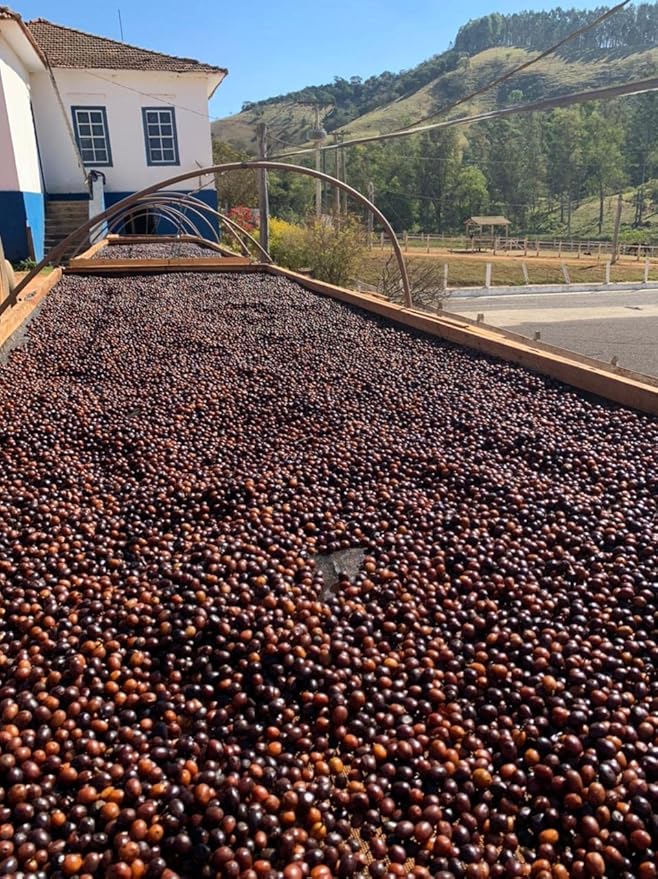 Exotic Specialty Coffee Black Tucano - Brazilian Medium Roast with Sublime Fruit Notes - Coffee - 8.8 Ounces 250 Gr Whole Bean