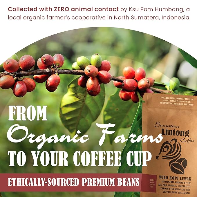 Wild Kopi Luwak the World’s Most Exclusive Coffee Sustainably Sourced From Sumatra Indonesia (100gr / 3.5oz)