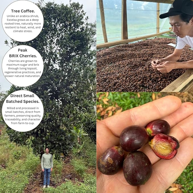 Excelsa Coffee – Vietnam Green Coffee Beans Unroasted 5 lbs | Rare Species Home Roasting Bright Fruity Flavor Low Caffeine
