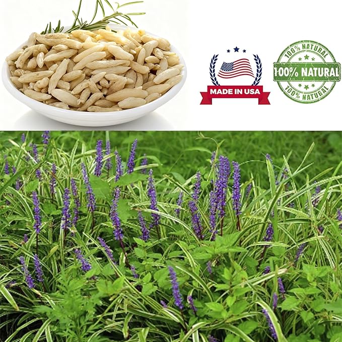 DABC OAK LAND 8OZ Premium Ophiopogon Tea Chinese Herb Ophiopogon Japonicus Nourishing Yin and nourishing lungs 麦冬 麦冬粒 8OZ/Bag