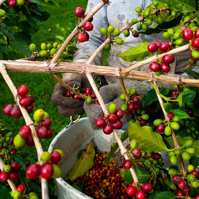 Greenwell Farms 100% Hawaiian Kona Coffee - Macadamia Nut Flavor Whole Bean 16oz
