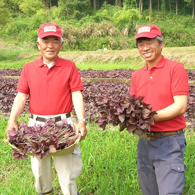 Unsweetened RED SHISO DRINK 900ml (31.6floz) SHISOCO