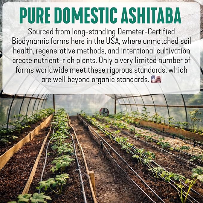 High‑Polyphenol Ashitaba Tea Blend – Demeter Certified Biodynamic U.S. Organic AshitabaSencha Green Tea with Elderberry &amp Olive Leaf – 20 Compostable Bags – Perfect for Detox Metabolic Support