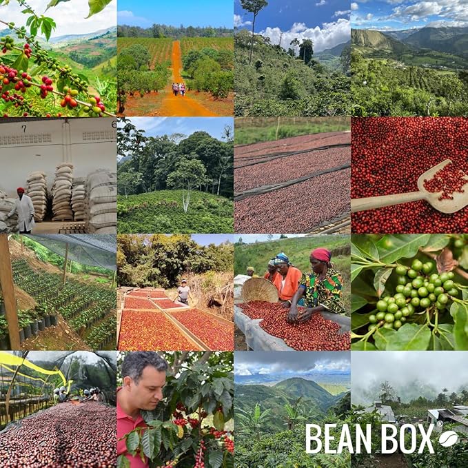 Decaf Mexico - Light - Roasted by Amrita Certified Pure - Whole Bean Coffee - 2 Pound Bag