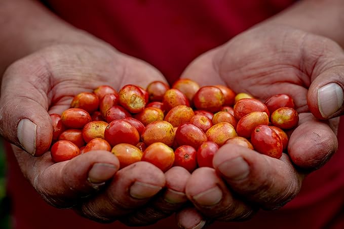 Colombian Coffee Specialty: Bourbon Rosado 227g 8onz Ground – Medium Roast