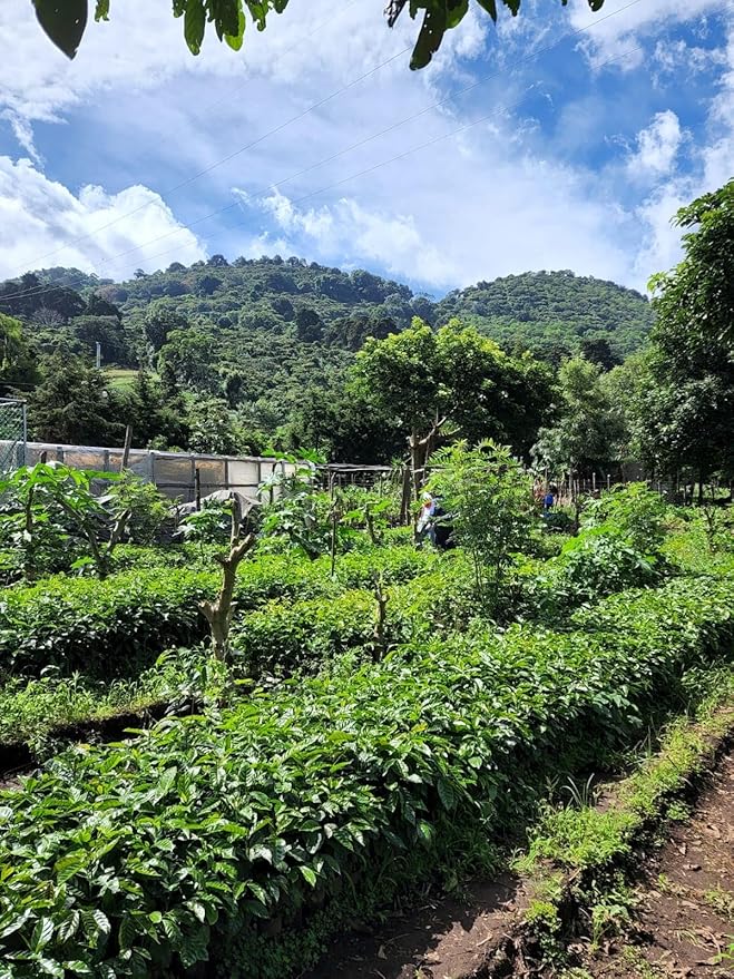 Tesoros Del Pais Green Unroasted Coffee Beans Ahuachapan El Salvador Single Estate High Elevation (10 lb Wet Milled)