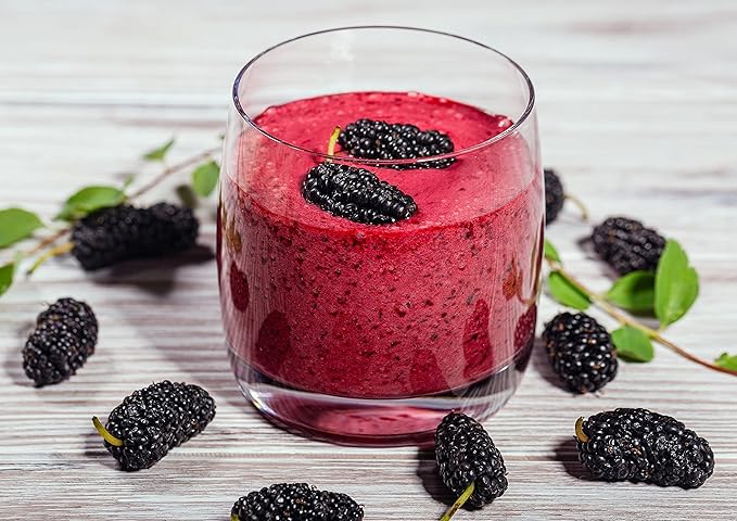 Food to Live Organic Mulberry Fruit Powder 1.5 Pounds - Non-GMO from Raw Dried Berries Unsulfured Vegan Bulk Great for Baking Juices Smoothies Yogurts Contains Maltodextrin No Sulphites