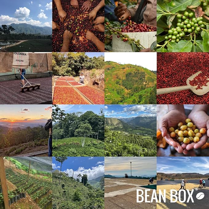Bean Box Coffee Sampler - Roasted by Proud Mary 4-Pack Freshly Ground Coffee Gourmet Coffee