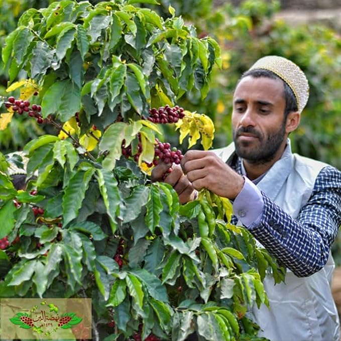 Al-Aqeeq Whole Bean Yemen Coffee Haraaz Region | Specialty Organic Arabica Coffee | Low Acid Medium Roast | Freshly Roasted Fair Value