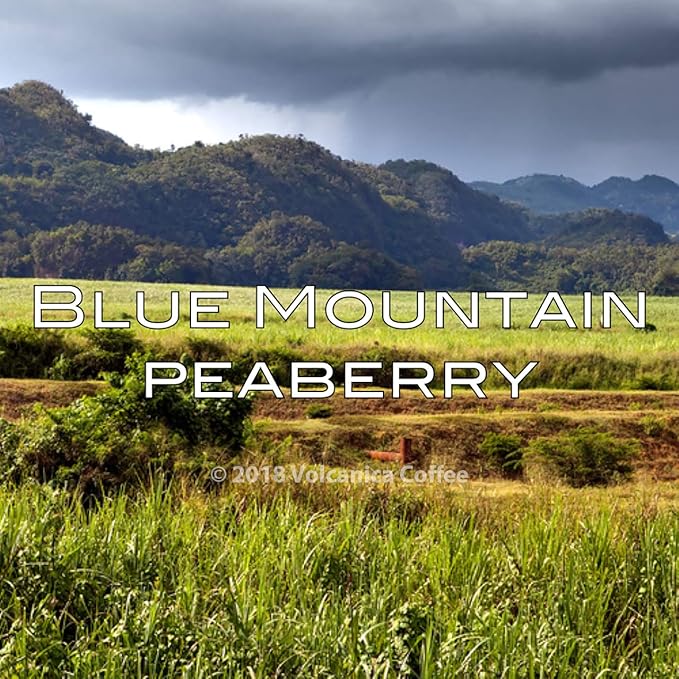 Jamaica Blue Mountain Peaberry Coffee 100% Pure Whole Bean Fresh Roasted Kosher 16-ounce