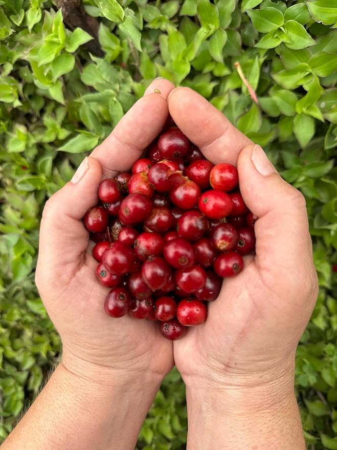 Café Mesa de los Santos – Premium Colombian Whole Bean Coffee Medium Roast 16 Ounce Bag – Organic Certified Hand Picked Shade grown single origin roasted at origin