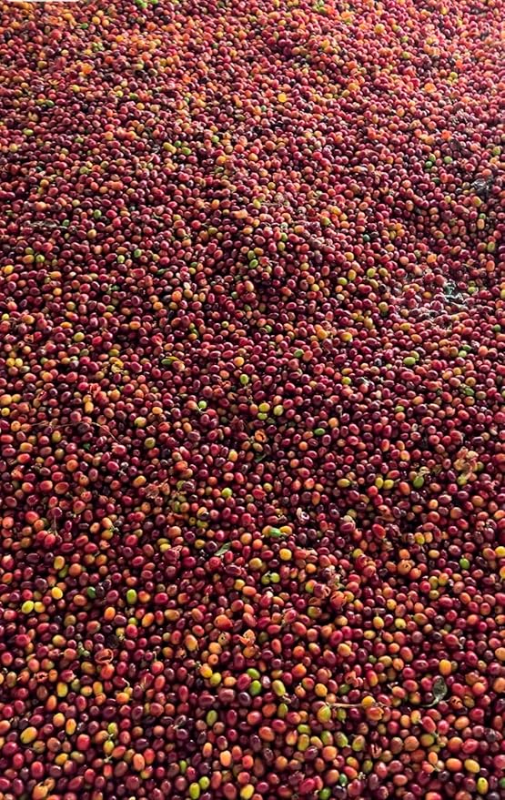 Single Origin Unroasted Green Coffee Beans From Colombia Specialty Grade Finca Portezuel Bourbon and Caturra Varietals (5 lbs Colombia Honey Process)