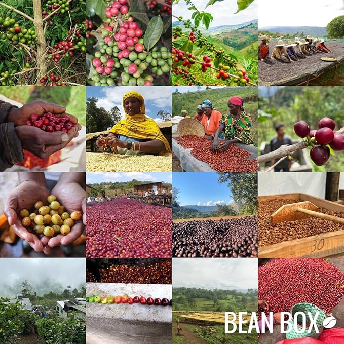 Honduras La Aguja Geisha - Certified Fairtrade Organic - Roasted by Gimme! Coffee - Whole Bean Coffee - 8 Ounce Bag