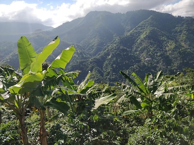 Roasted to Order! Blú - Jamaica Blue Mountain Coffee ''Pure Vibes'' Whole Bean Blend/Medium Roast (Jamaican Brazilian Colombian &amp Ethiopian)