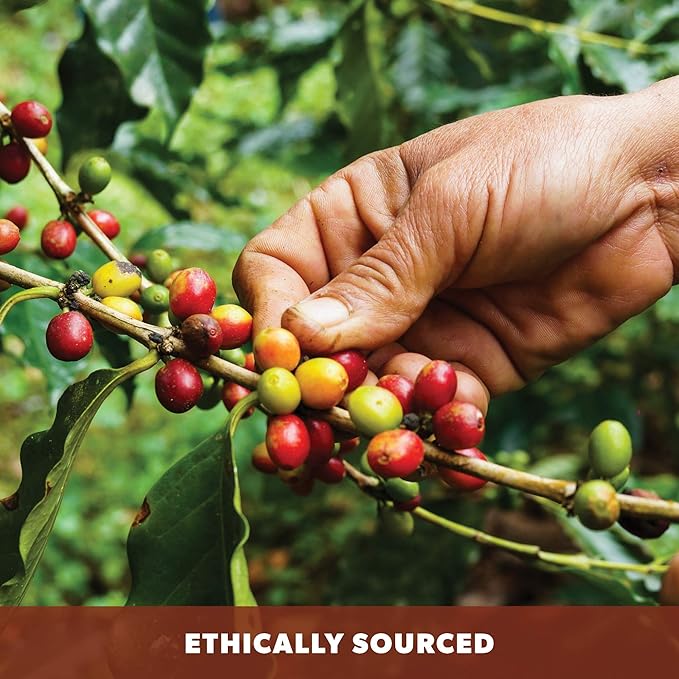 Low Acid Organic Coffee – Whole Bean Mold-Free &amp Stomach Friendly by Java Planet Chocolate and Almond Medium Dark Roast Arabica Gourmet Coffee Grade A Smithsonian Bird Friendly 1LB Bag