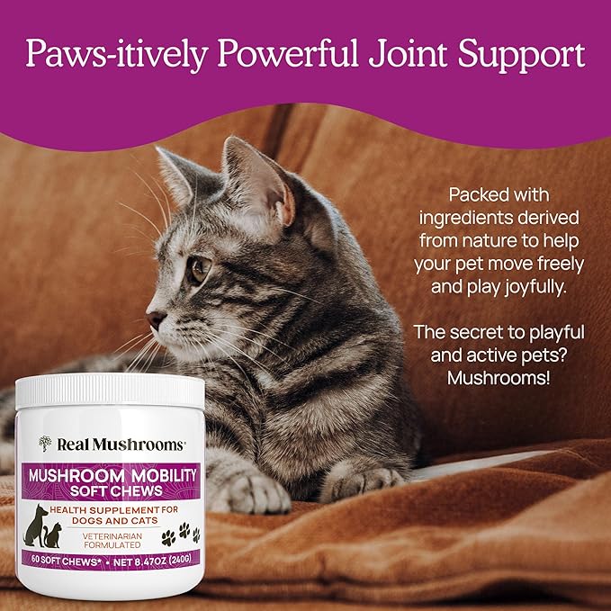 Real Mushrooms Mobility Chews for Dogs &amp Cats – Green Lipped Mussel &amp ErgoGold Mushroom Blend – Dogs &amp Cat Vitamins Treats for Active Routines – Joint Hip &amp Flexibility Support – 240