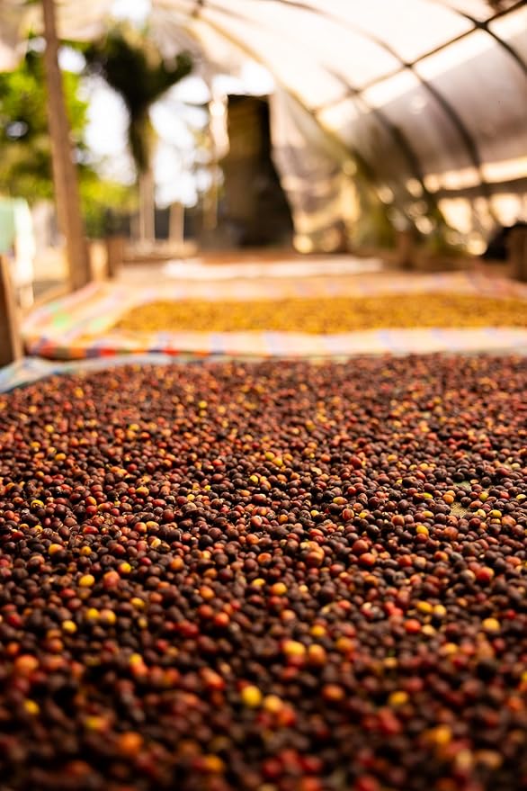 Z Beans - Medium Roast Individual Coffee Pouches - 50 Count - Each 2 OZ Packet Brews 8 Cups - Sustainably Sourced Ground Coffee from Ecuador - Small Batch - Well Balanced Flavor - Notes of Citrus and