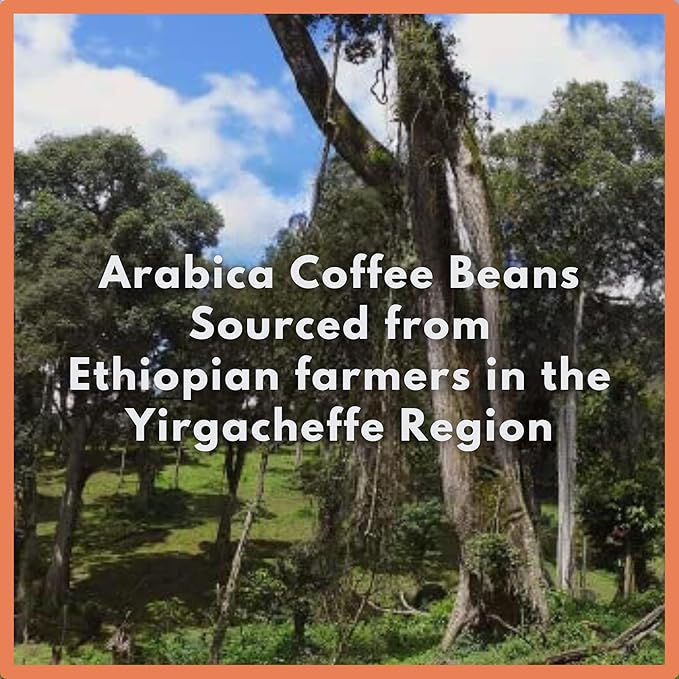 Café Grumpy Ethiopia Medium Roast Coffee Organic Single Origin French Press Grind Premium Whole Bean for Pour Over &amp Cold Brew Low Acid 12oz