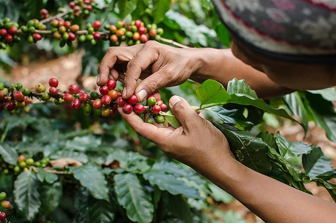 Cafe Don Pedro Decaf American Roast Naturally Low Acid Coffee Medium Roast Stone Ground Coffee Stomach Friendly Prevents Acid Reflux. 11.5 Ounce Regular Can Decaffeinated (4 Cans)