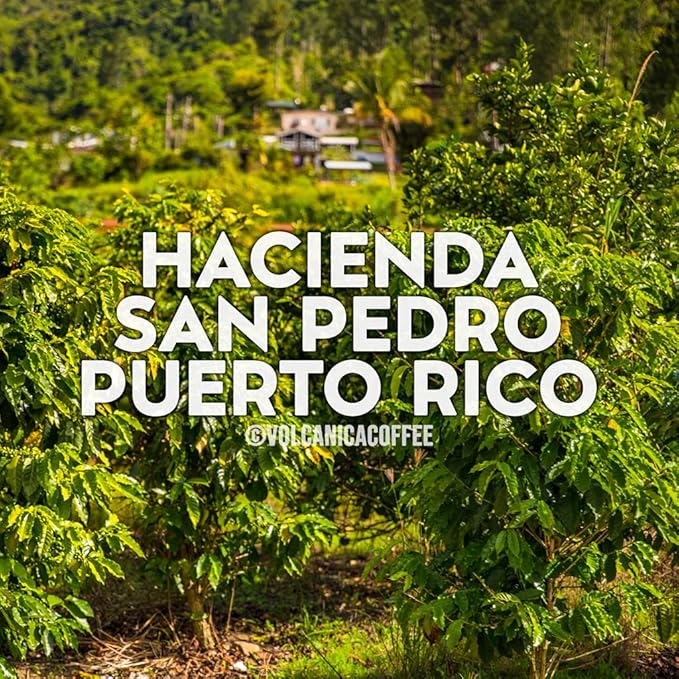 Puerto Rico Coffee Hacienda San Pedro Whole Bean Fresh Roasted 16-ounce