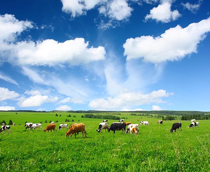 Antler Farms 100% Pure New Zealand Bovine Colostrum 220 Capsules 600mg - Grass Fed Pasture Raised Clean Sourced Cold Processed Undiluted High IgG Content