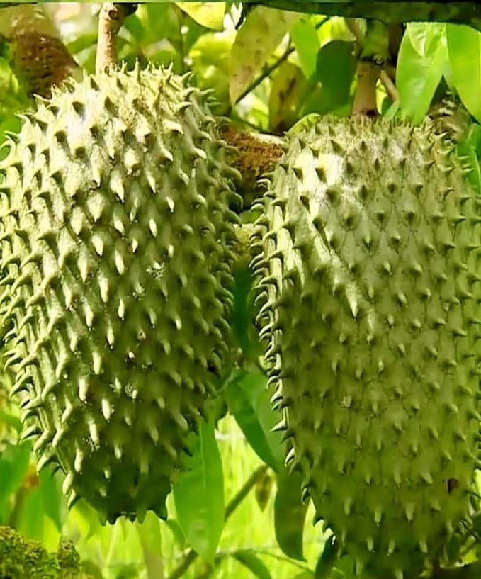 soursop Juice nectar guanabana fruit chunks 1pack 40.5 fl oz /1200 ml frupack