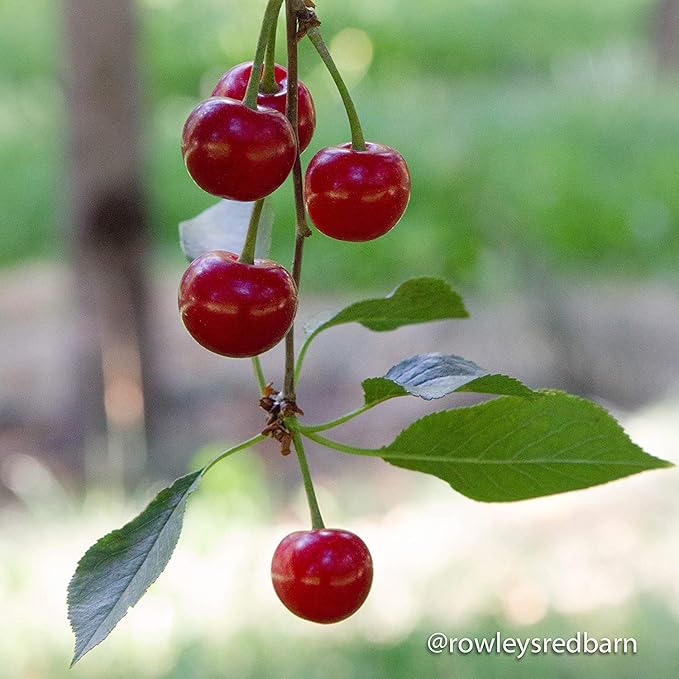 Country Spoon 100% Tart Cherry Juice (70+ Tart Cherries Per 8 oz) 12 Pack | Not from Concentrate Single Ingredient Drink Melatonin Rich Healthy Fruit Drink (Cherry)