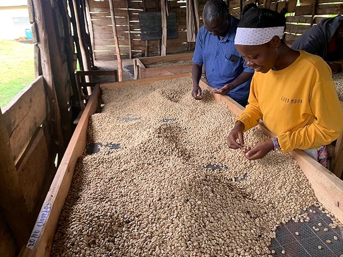 Vista Bean - Medium Roast- Whole Bean Ugandan Coffee - 100% Arabica - Relationally Sourced - Organically Farmed
