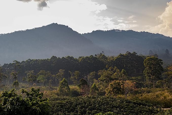 Coffee Adventures Green Unroasted Coffee Beans From Peru - Finca Santa Estela Single Estate Blend - Caturra Catuaí Catimor Typica Bourbon Blend - Direct Trade Green Coffee Beans for Coffee Roaster