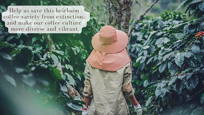 Artisans Philippine Coffee Barako Gold Medium Roast Beans 100% Liberica 1.1 Pounds Bag
