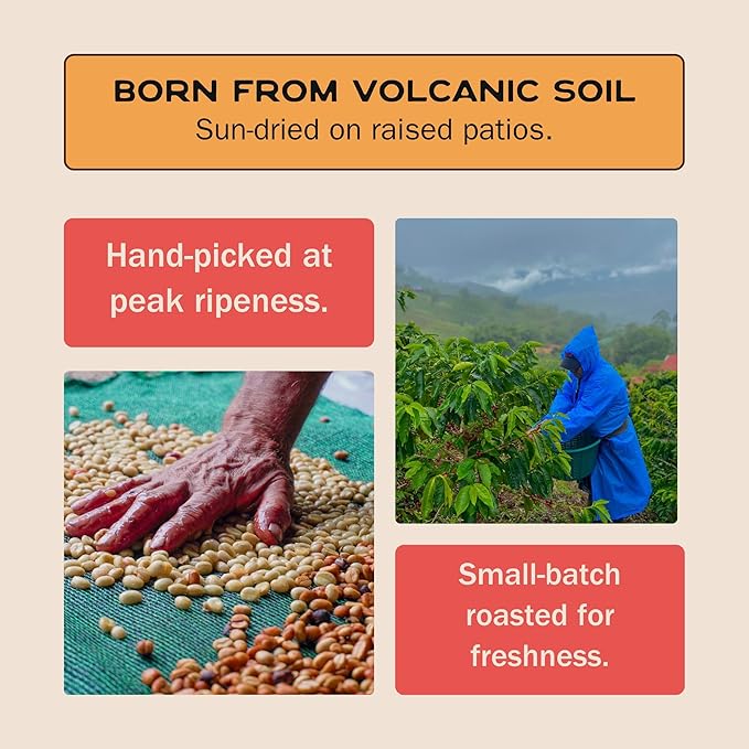 Terra Lava Coffee – Medium Roast Whole Bean Coffee Single-Origin Costa Rican Arabica Volcanic Soil Grown Honey-Processed Tested for Mold &amp Mycotoxins (12 oz)