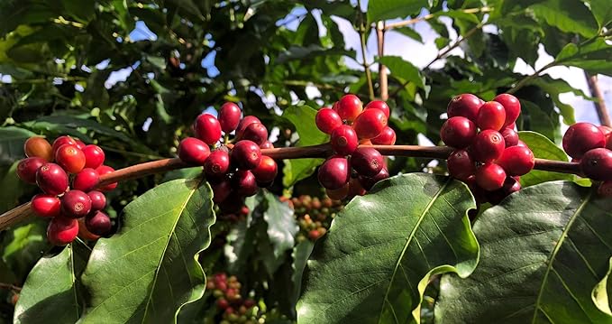 100% Kona Coffee – Whole Bean Medium roast Single estate gourmet coffee 8 ounces Farm fresh roasted from Domain Kona Coffee