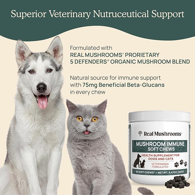 Real Mushroom Immune Pet Chews – For Daily Digestive &amp Immune Health – Mushrooms for Dogs &amp Cats Functional Treat – Mushroom Supplement for Dogs &amp Cats – 1 to 4 Chews For All Breeds &amp