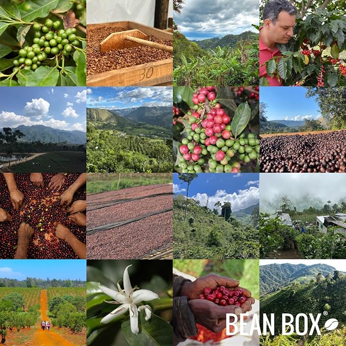 Decaf Blend - Roasted by Caffe Lusso Roastery - Whole Bean Coffee - 12 Ounce Bag