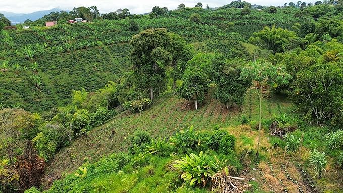 Single Origin Unroasted Green Coffee Beans From Colombia Specialty Grade Finca Portezuel Bourbon and Caturra Varietals (5 lbs Colombia Honey Process)