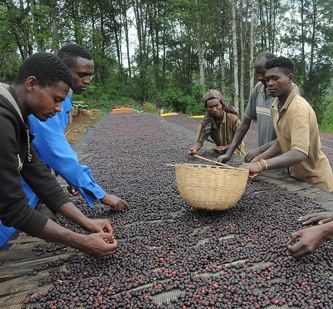Ethiopian Guji Washed Green Coffee Beans – Unroasted Specialty Grade Heirloom Arabica | Bright Clean &amp Floral Profile | High-Altitude Grown | Home Roasting | 5lb/80 Ounces