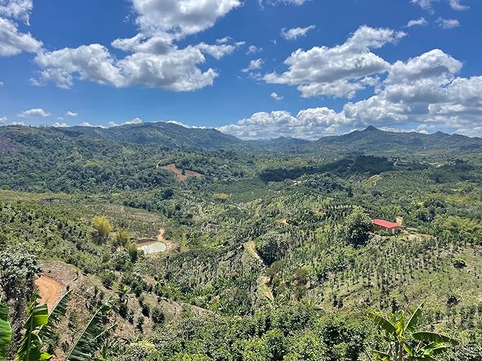 Julian Coffee - Whole Bean Specialty Grade Single Origin Arabica Coffee From Puerto Rico. Low Acid. 12oz.