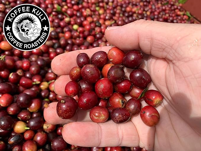 Koffee Kult Costa Rica Medium Roasted Ground Coffee Beans 100% Single Origin Arabica (Ground 12oz)