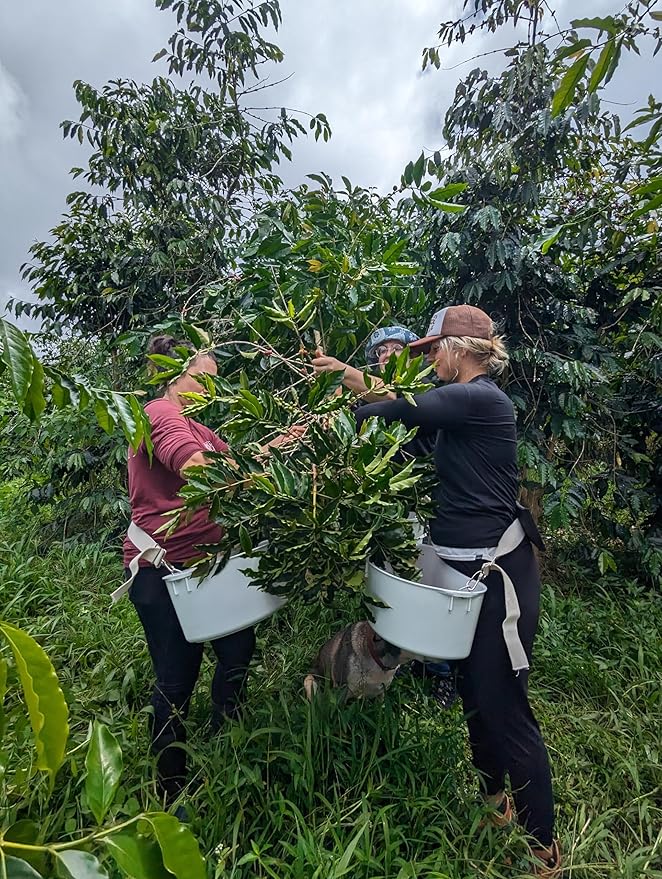 Hala Tree Coffee 100% Hawaiian Kona Coffee | Black &amp Tan